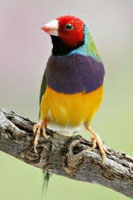 Finches for sale